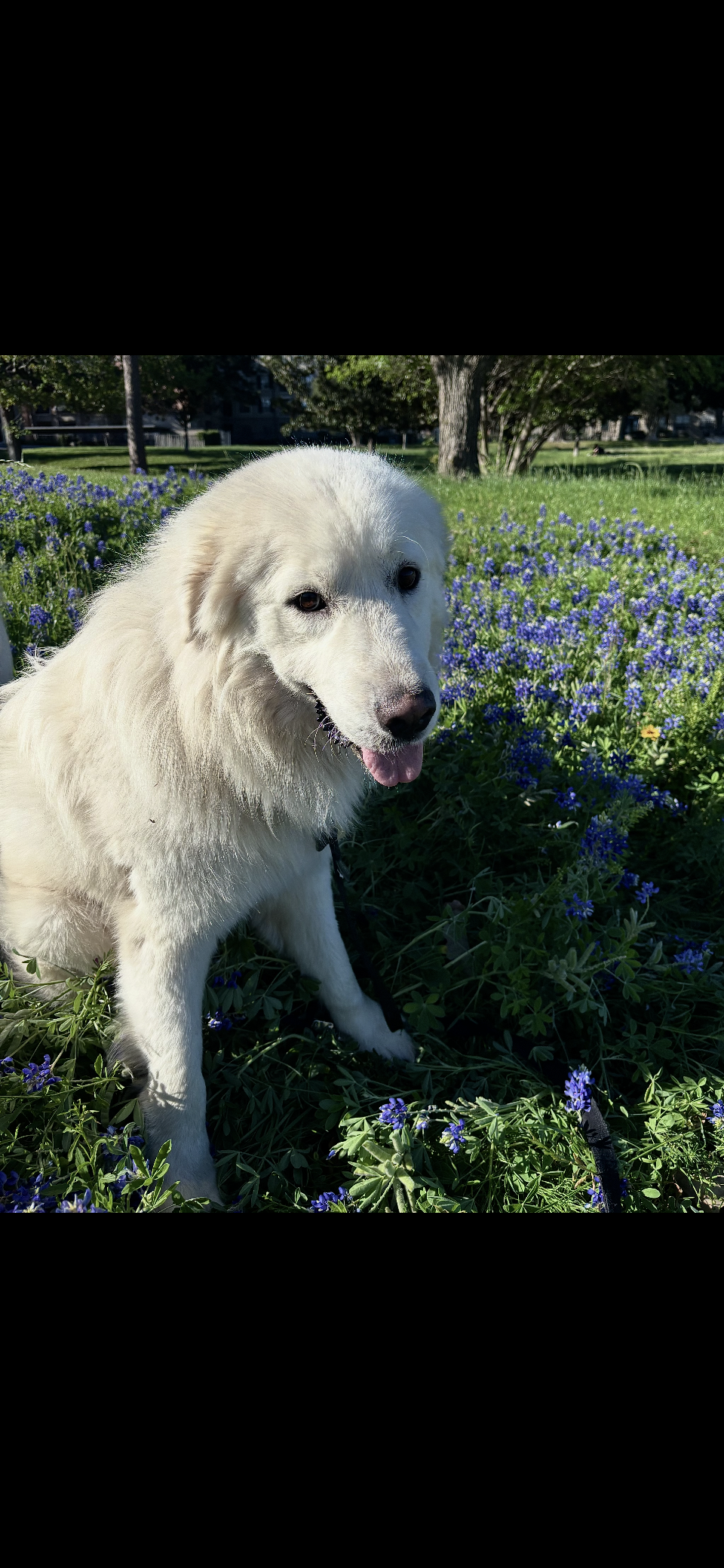 Teddy Fluff